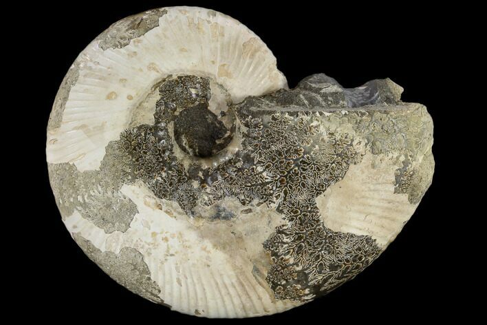 Fossil Ammonite (Phylloceras) - Madagascar #117151